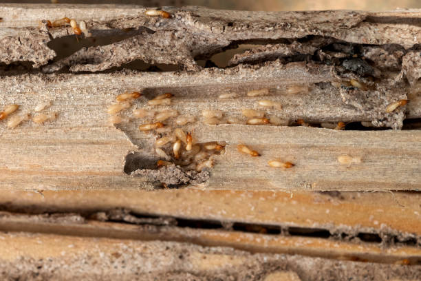 Best Affordable Pest Control Services  in Hodgenville, KY